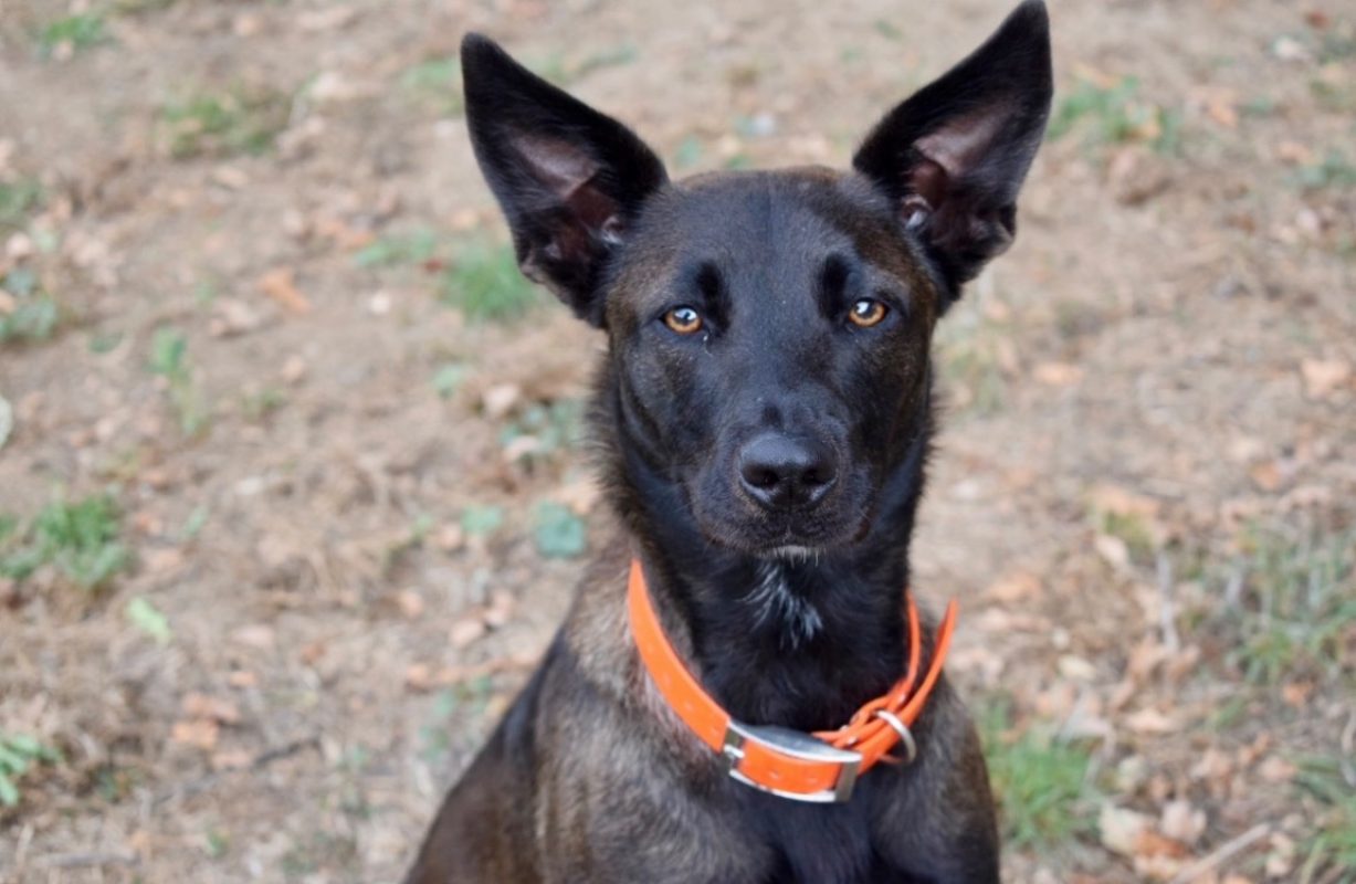 Marla - Chien Berger à adopter - photo 8