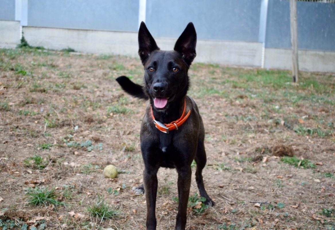 Marla - Chien Berger à adopter - photo 9