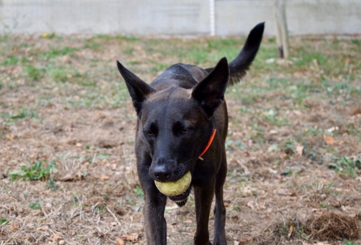 Marla - Chien Berger à adopter - photo 10