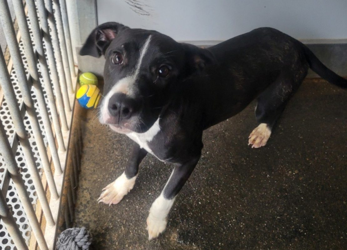 Bogart - Chien à adopter