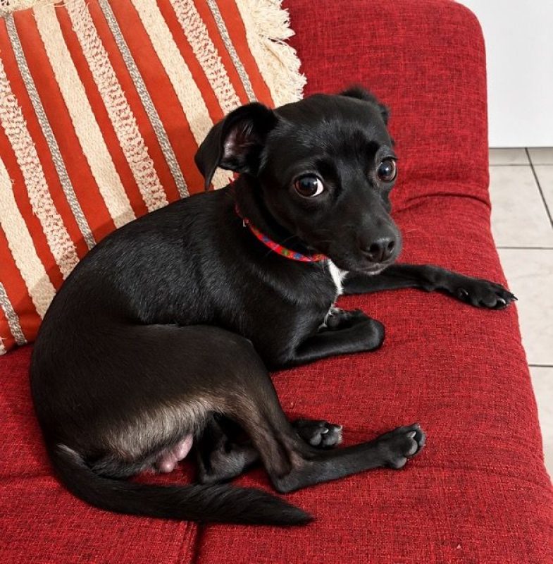 SULTAN - Chien Chihuahua x Spitz Français à adopter - photo 4