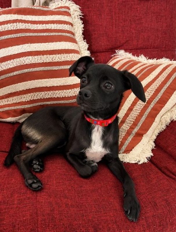 SULTAN - Chien Chihuahua x Spitz Français à adopter - photo 5