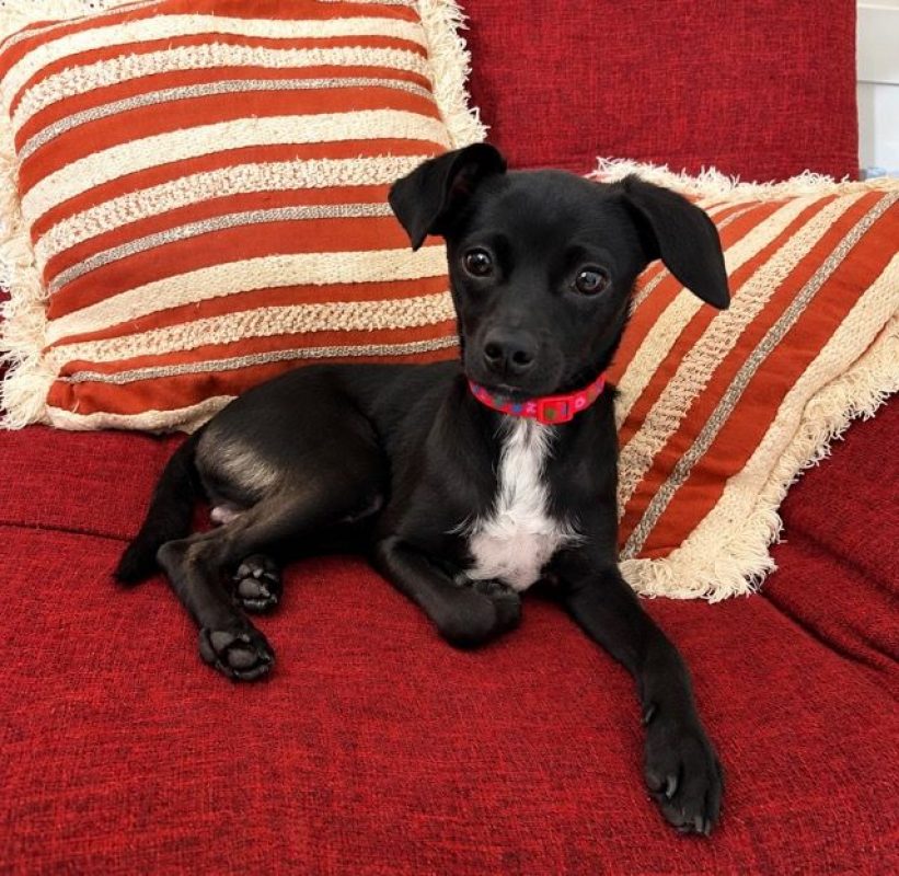 SULTAN - Chien Chihuahua x Spitz Français à adopter