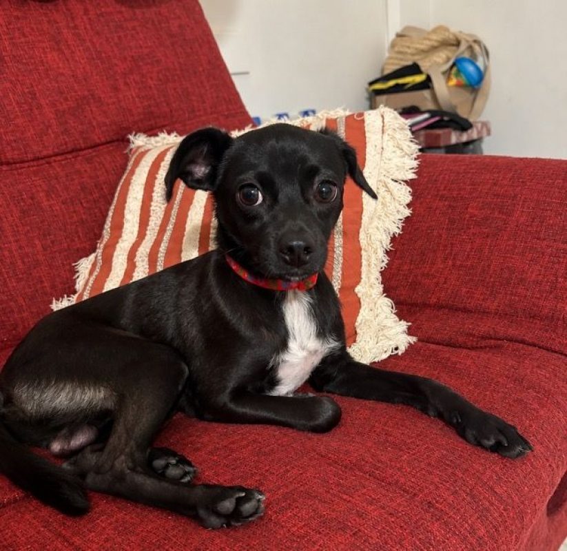 SULTAN - Chien Chihuahua x Spitz Français à adopter - photo 6
