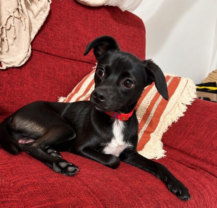SULTAN - Chien Chihuahua x Spitz Français à adopter - photo 3
