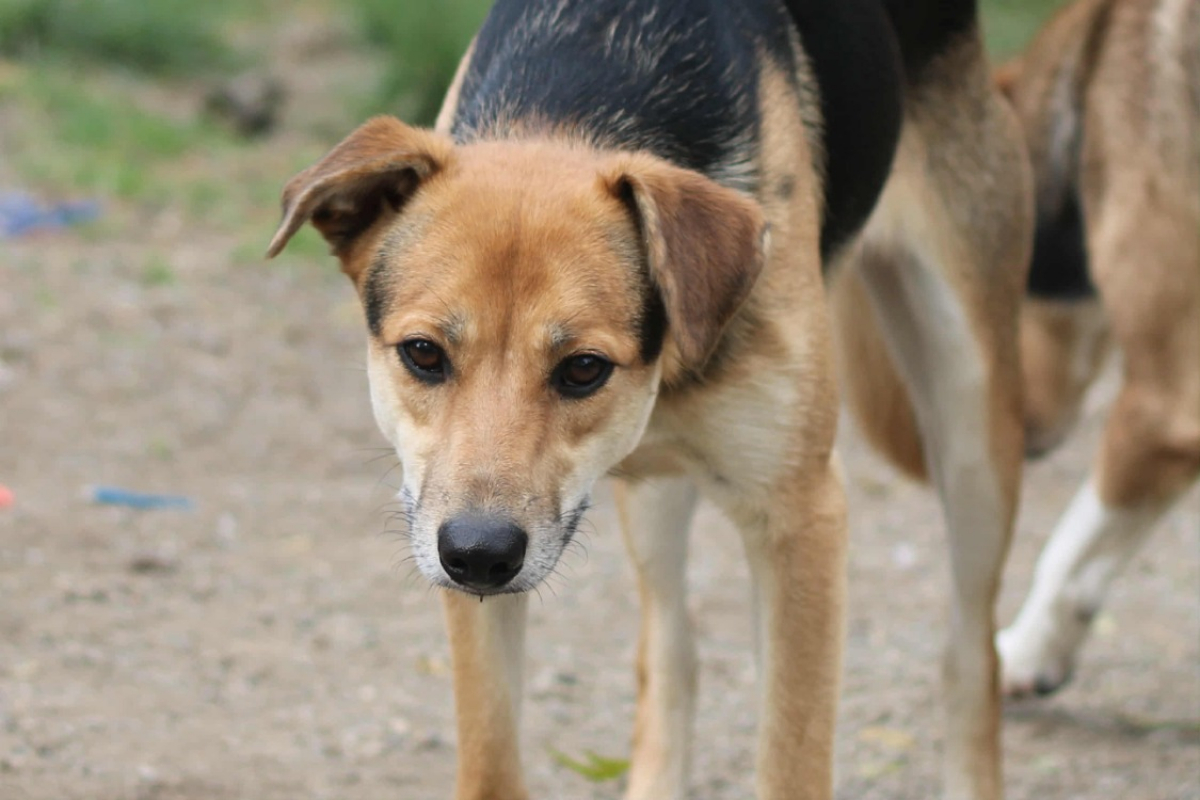 Photo #1 de Pitouille