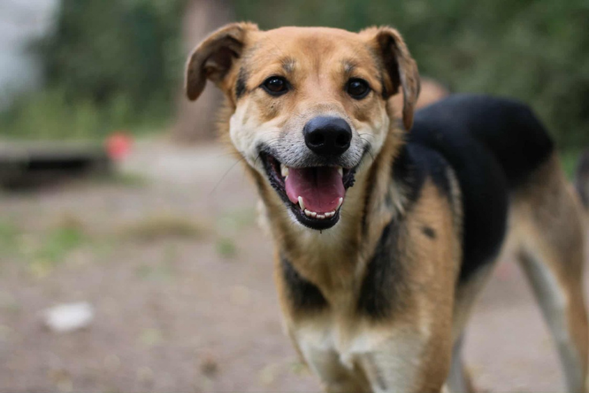 Photo #4 de Pitouille