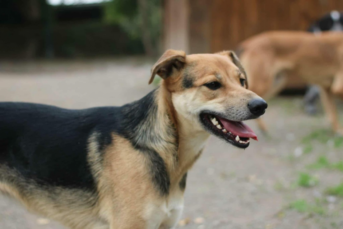 Photo #1 de Pitouille