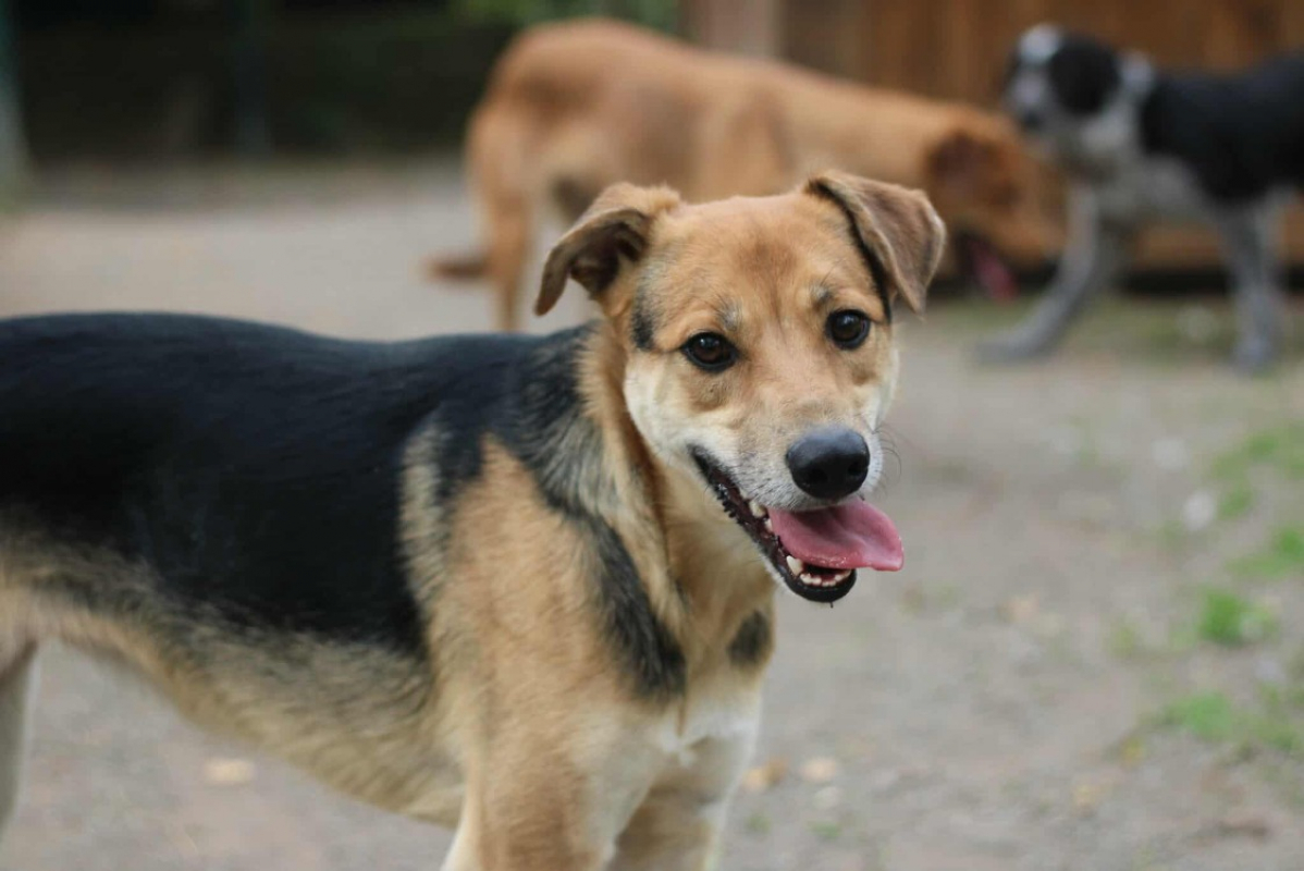 Photo #2 de Pitouille