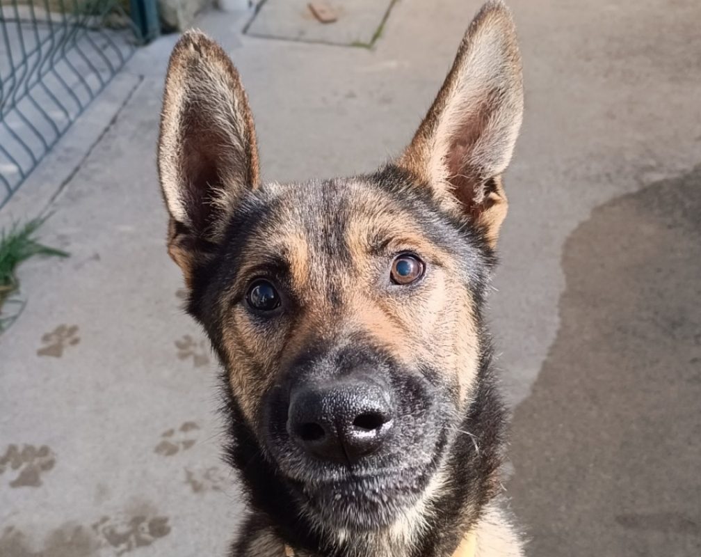 Thelby - Chien Berger Allemand à adopter