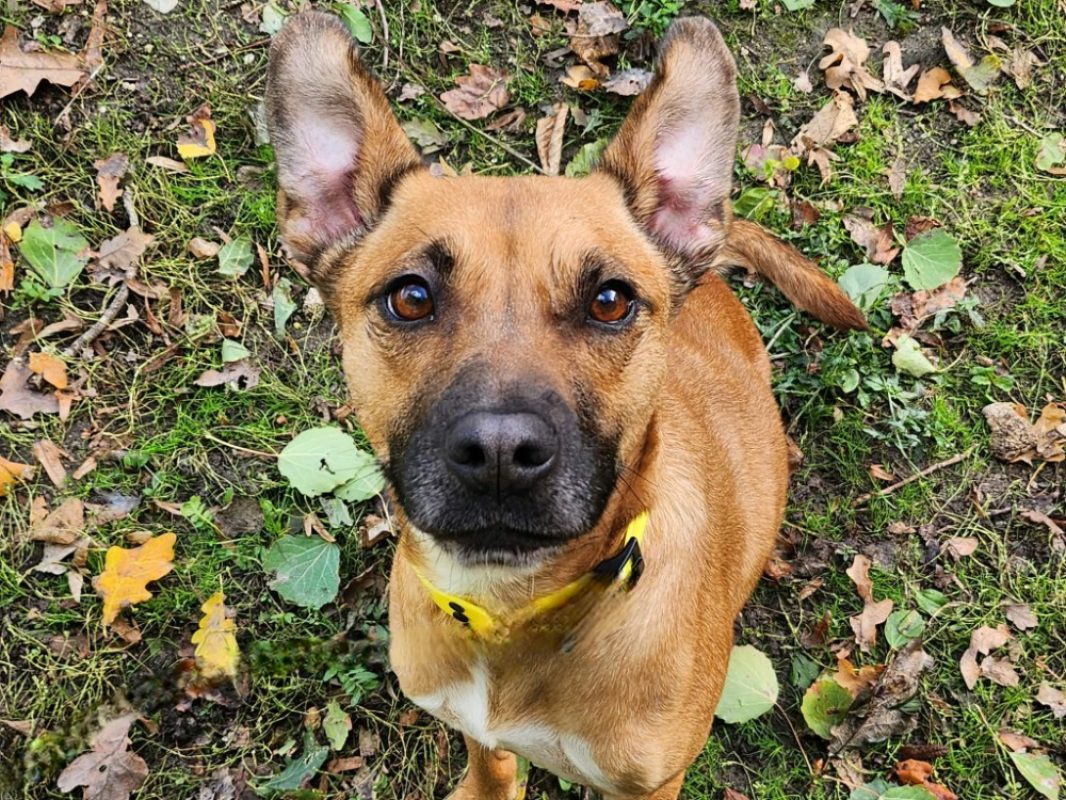 Tila - Chien Berger à adopter