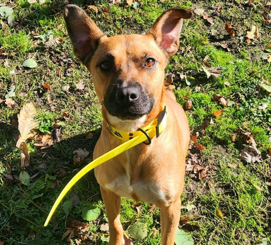 Tila - Chien Berger à adopter - photo 2
