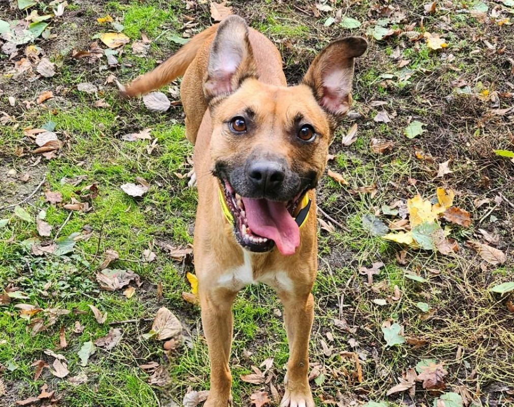 Tila - Chien Berger à adopter - photo 4