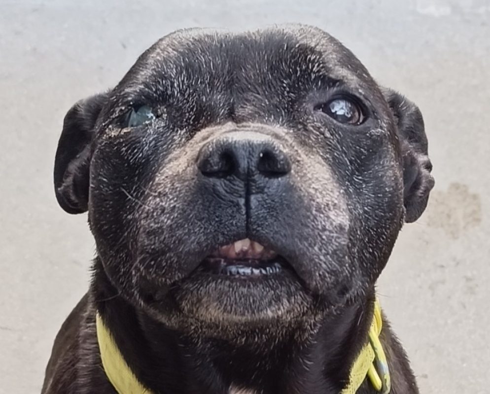 Maya - Chien à adopter