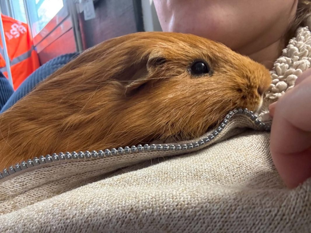 Sweet - Rongeur Cobaye à adopter