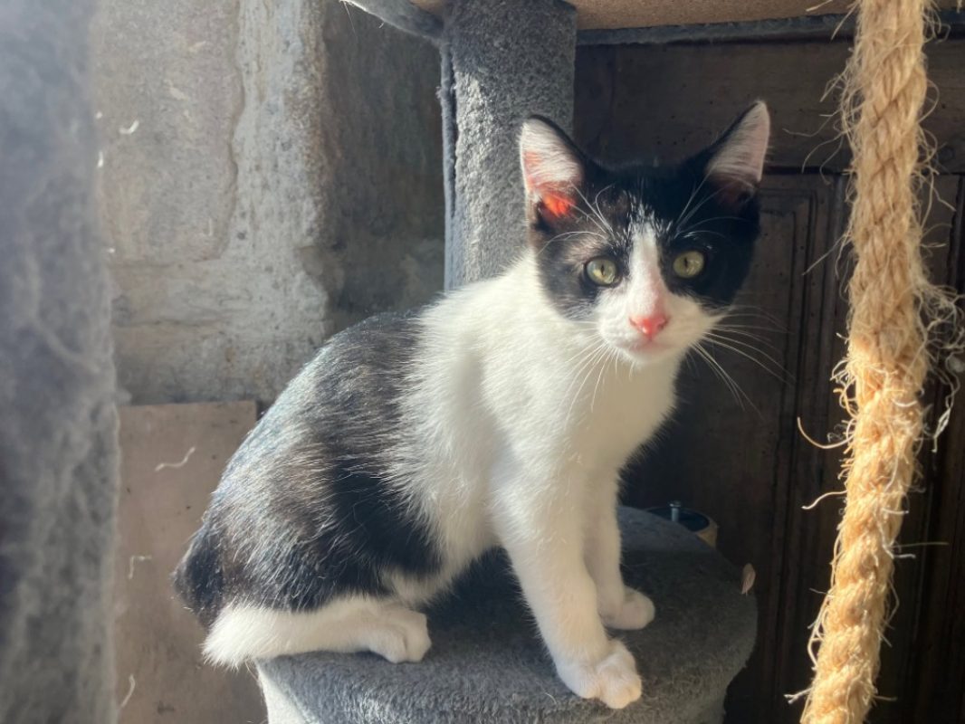 Frisky - Chat Européen à adopter