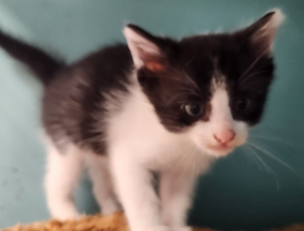 Frisky - Chat Européen à adopter - photo 2