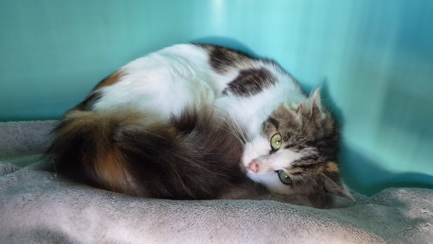 Roxanne - Chat Européen à adopter