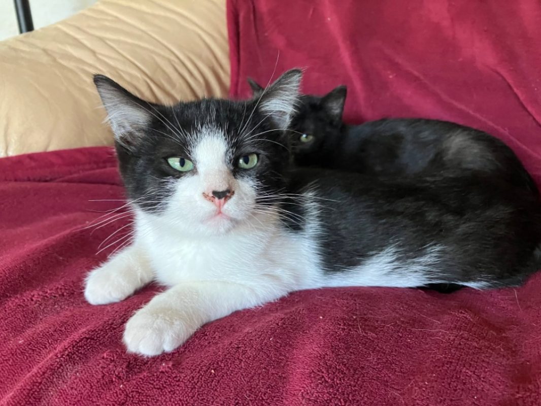 Pom pom - Chat Européen à adopter