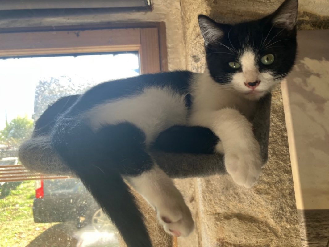 Pom pom - Chat Européen à adopter - photo 2
