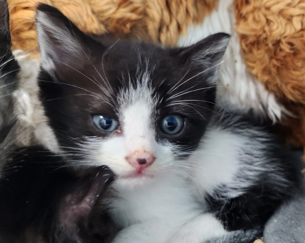 Pom pom - Chat Européen à adopter - photo 3