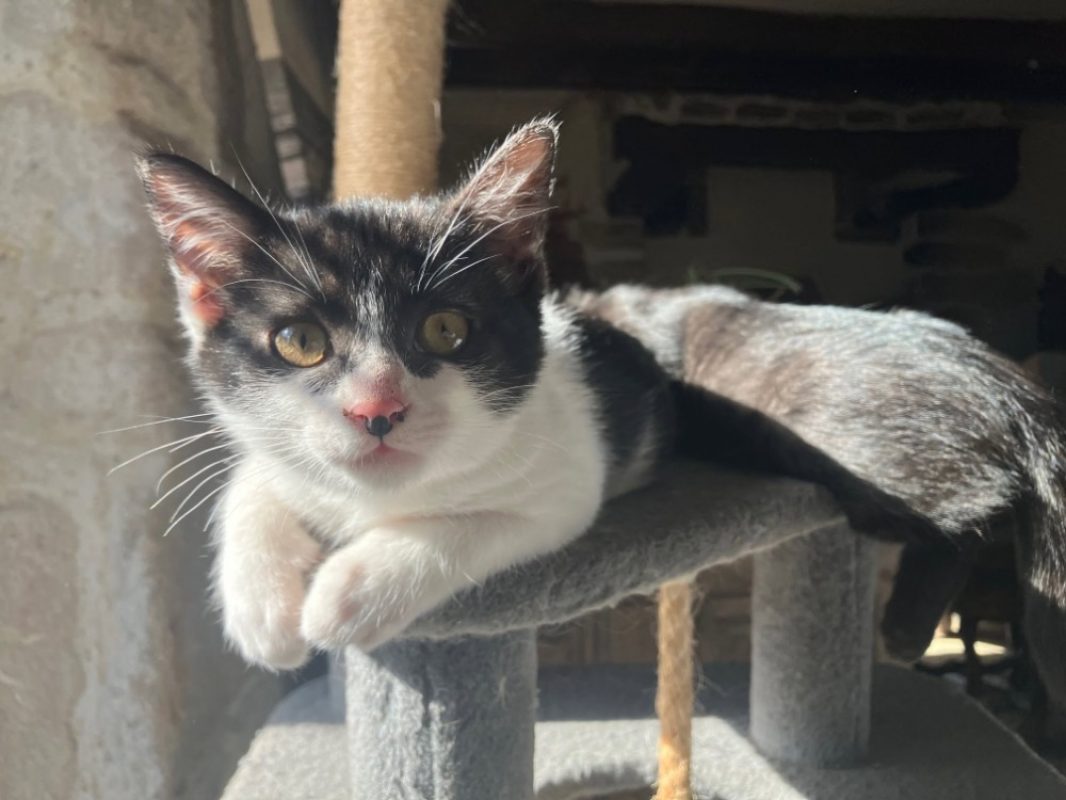 Trixie - Chat Européen à adopter