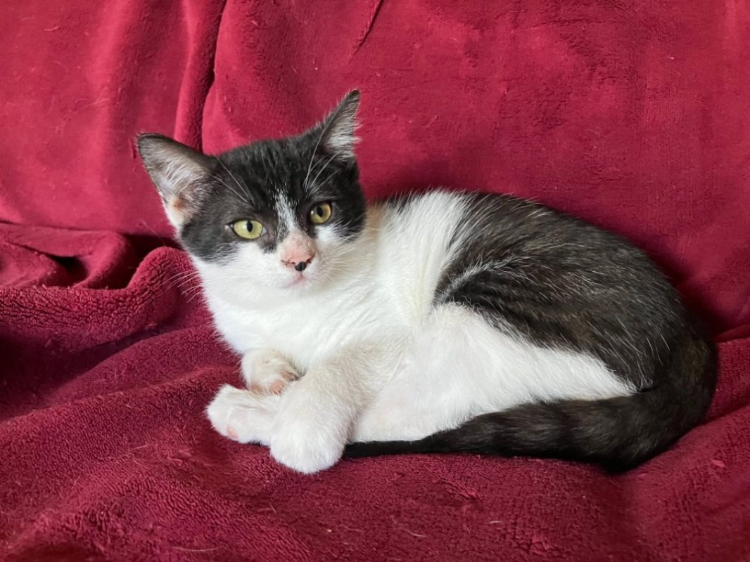 Trixie - Chat Européen à adopter - photo 2