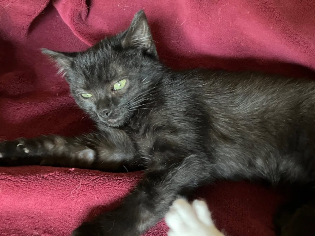 Socks - Chat Européen à adopter