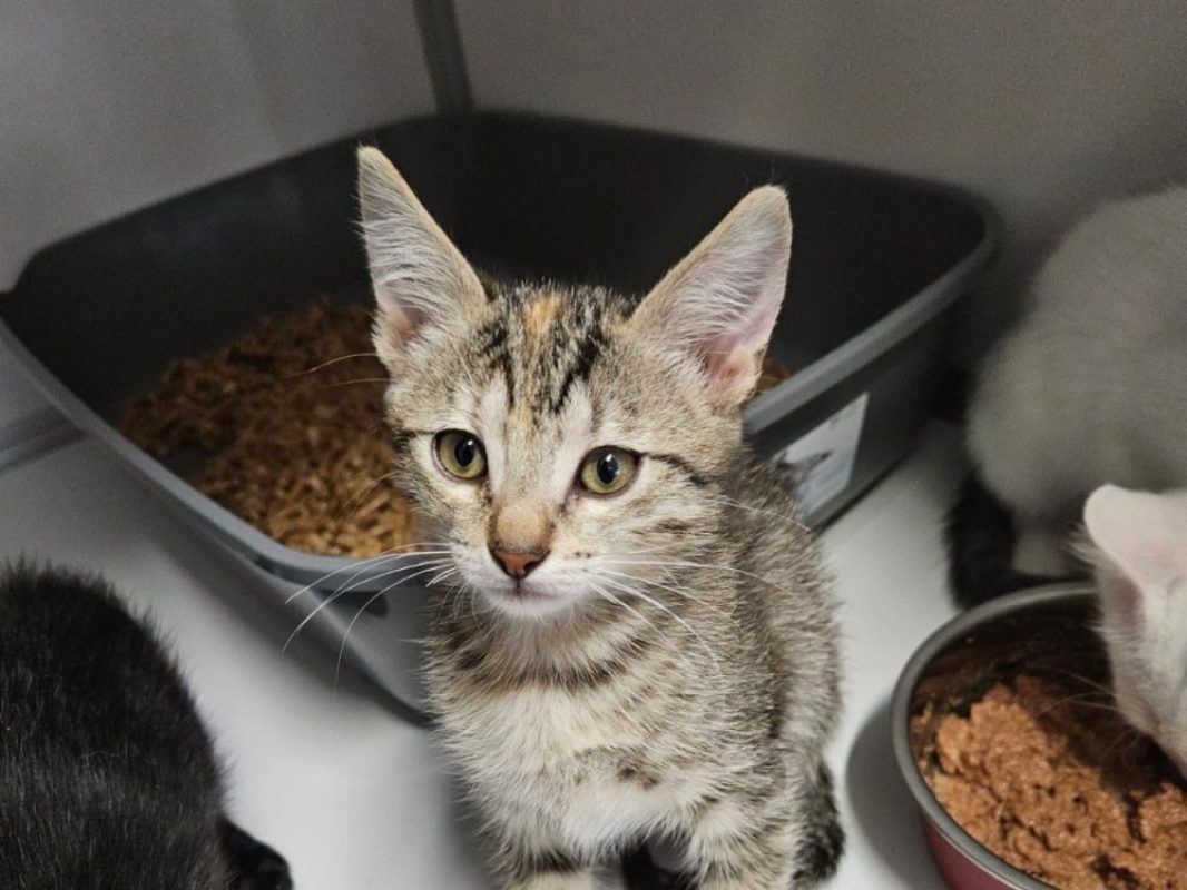 Buddy - Chat Européen à adopter