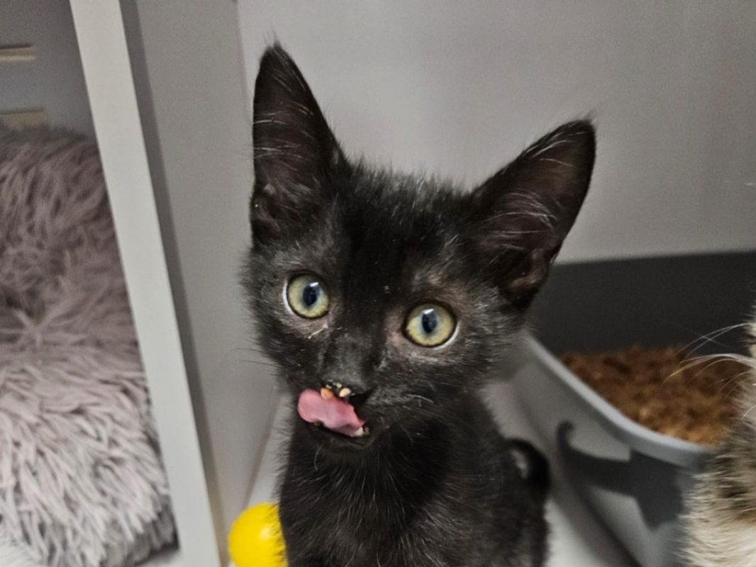 Billy - Chat Européen à adopter
