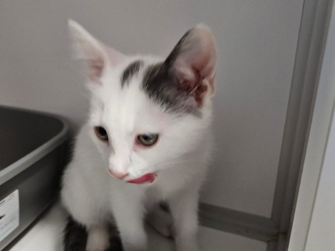 Bijou - Chat Européen à adopter