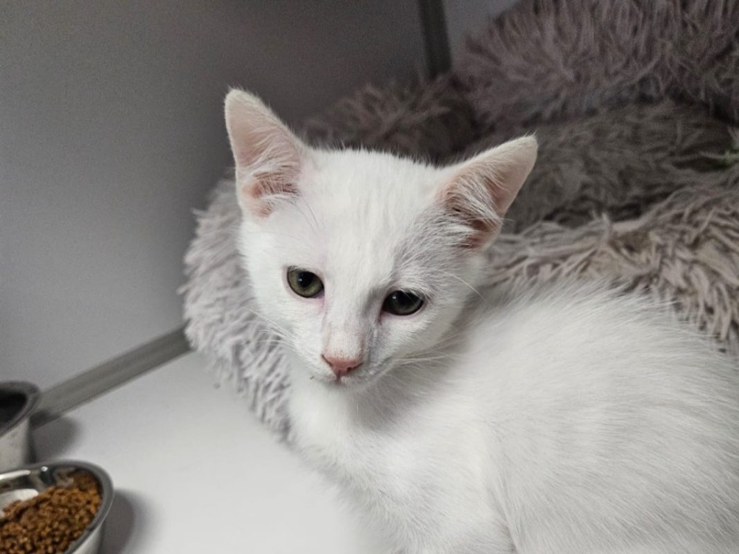 Brume - Chat Européen à adopter