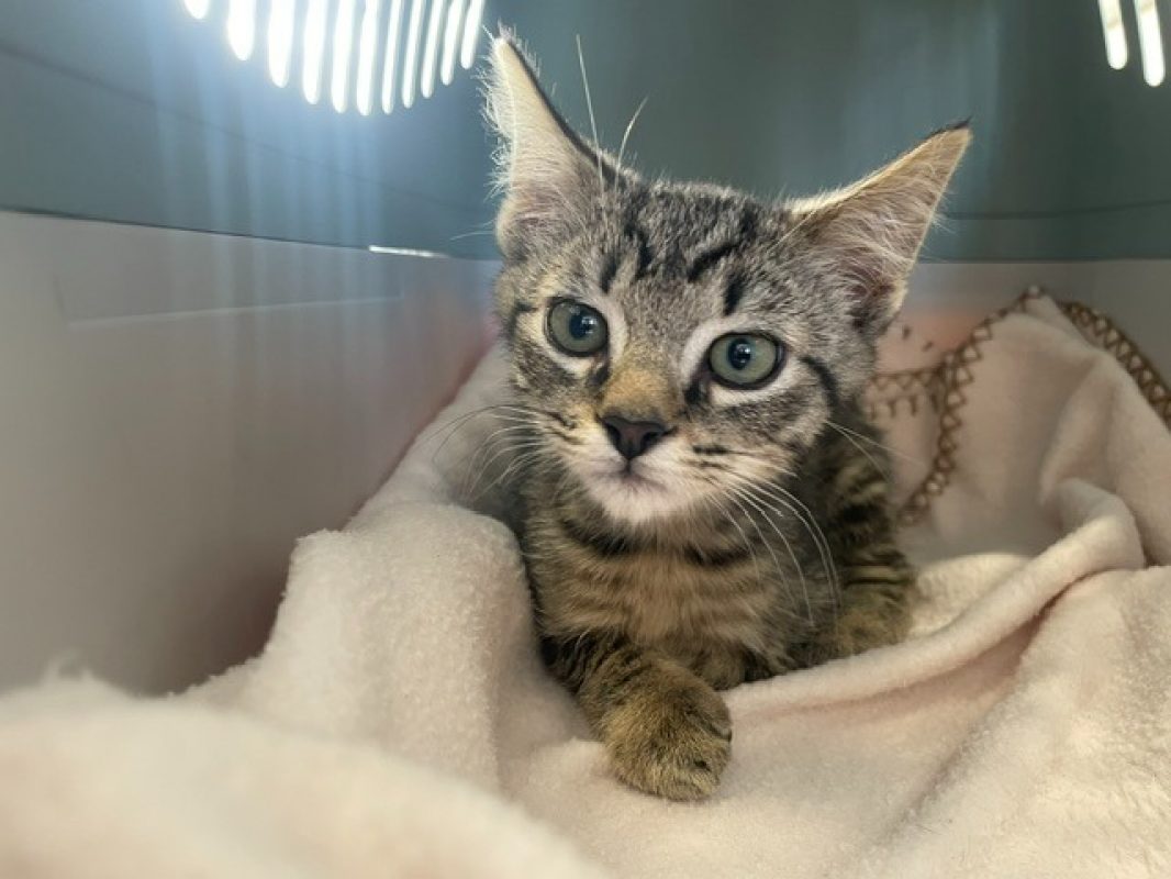Chlod - Chat Européen à adopter