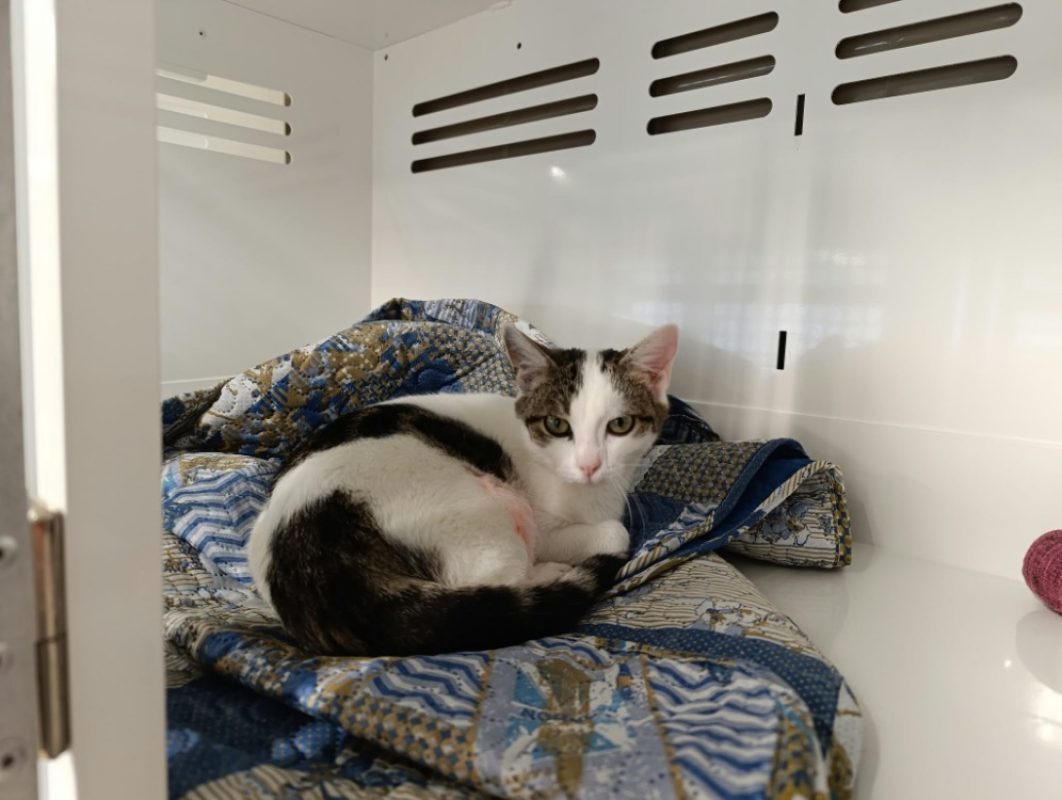 Perle - Chat Européen à adopter