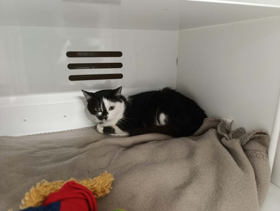 Lili - Chat Européen à adopter