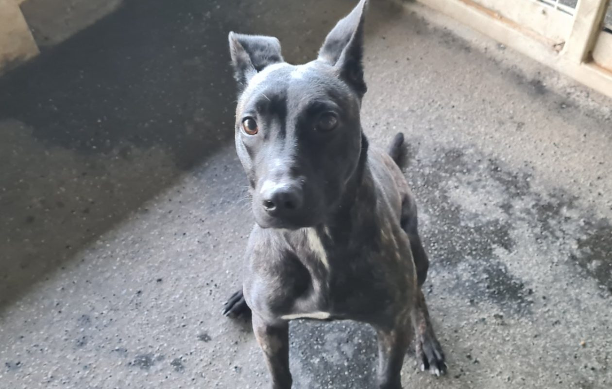 Pixelle - Chien Berger à adopter