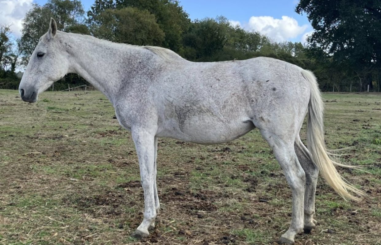 Nuit du bois - Equidé Cheval à adopter