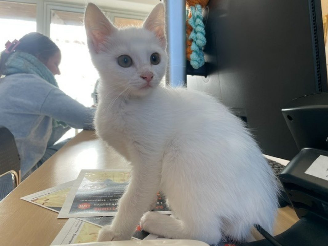 Zoe - Chat Européen à adopter