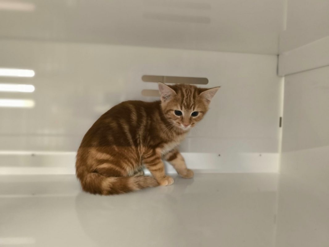 Nea - Chat Européen à adopter