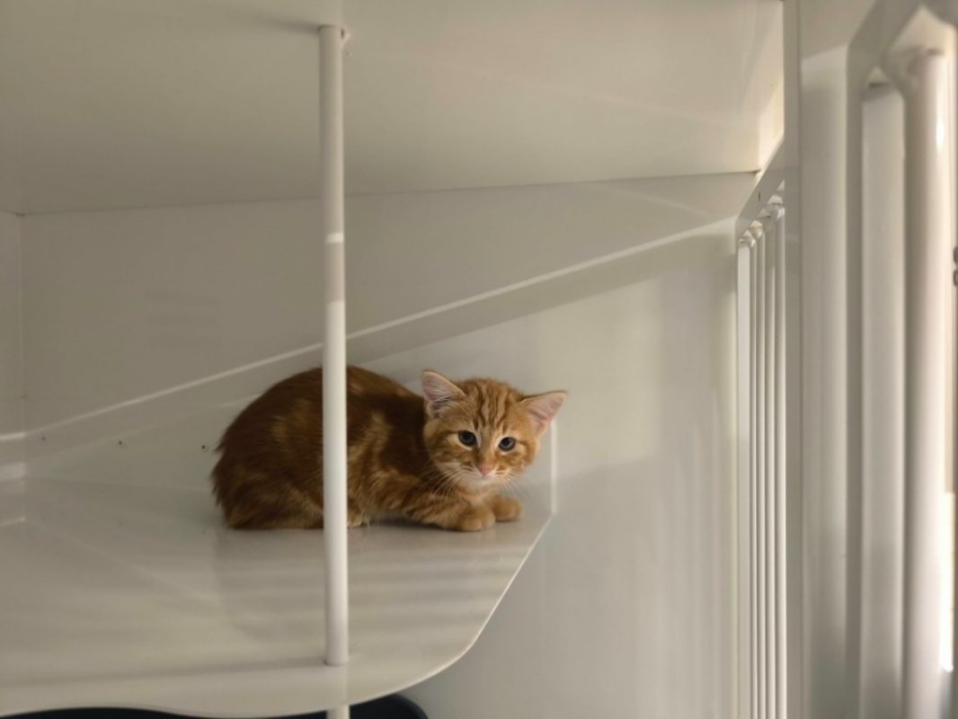 Nami - Chat Européen à adopter