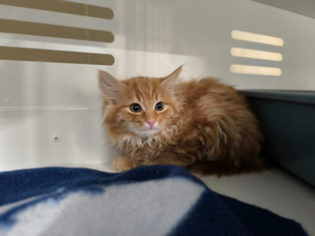 Napo - Chat Européen à adopter