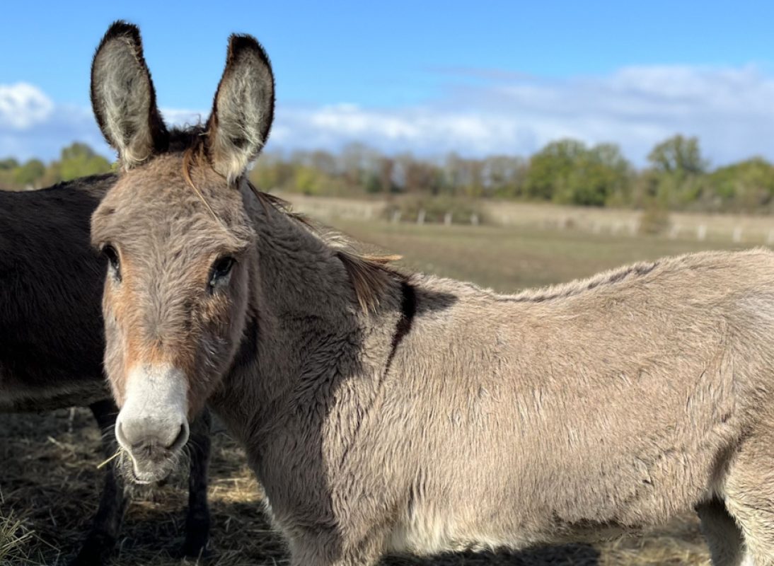 Clips - Equidé Ane à adopter