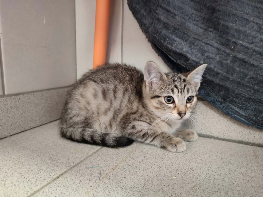 Dili - Chat Européen à adopter