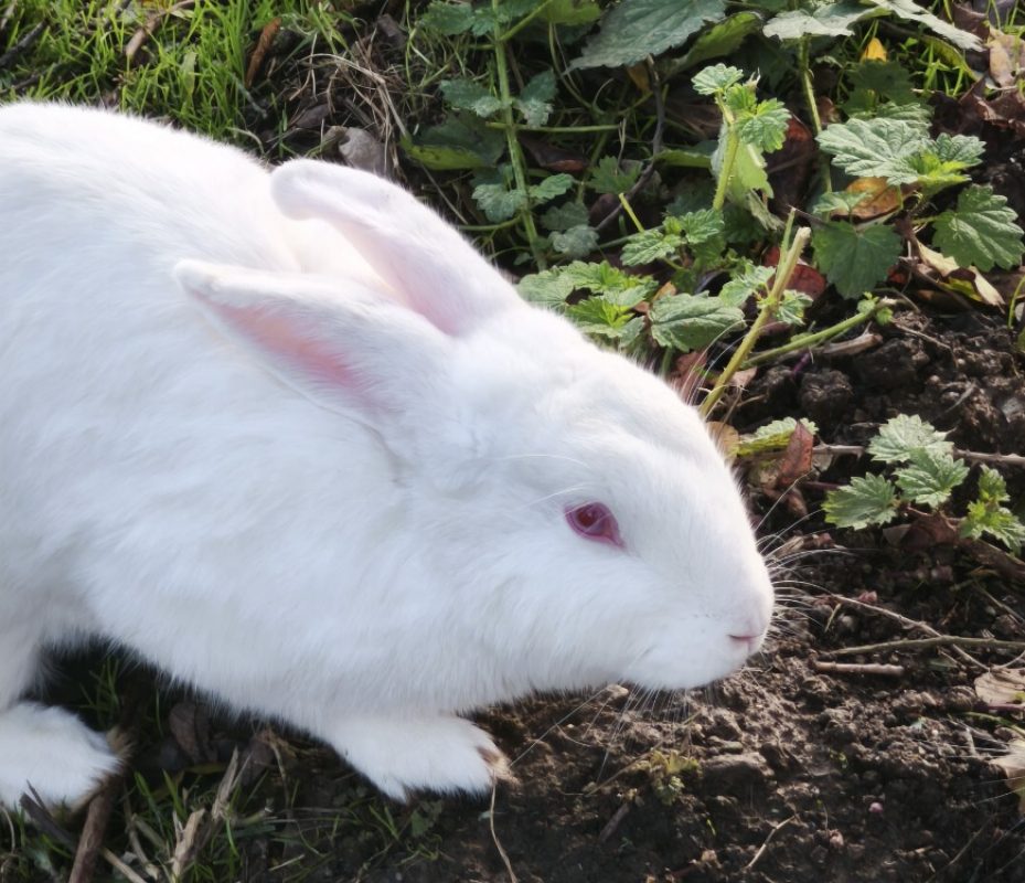 Saamer - Rongeur Lapin à adopter