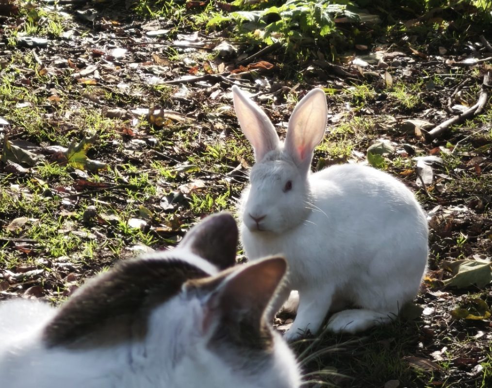 Hangiing - Rongeur Lapin à adopter