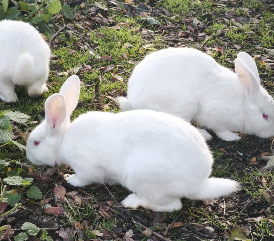 Hangiing - Rongeur Lapin à adopter - photo 2