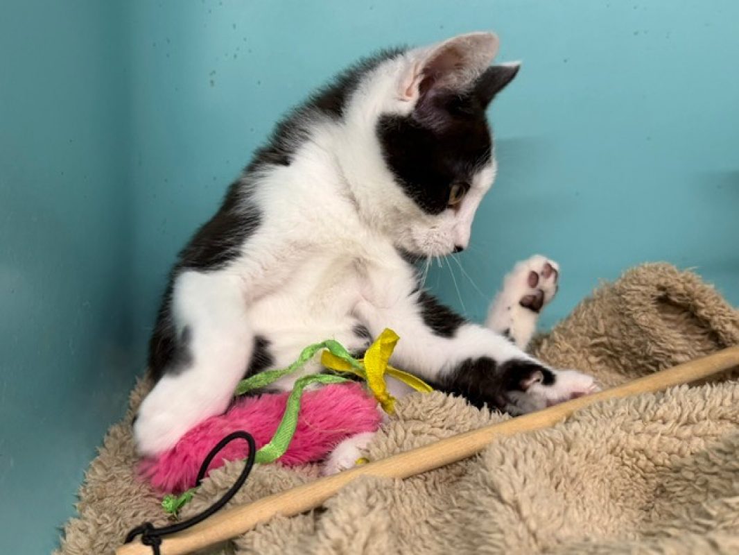 Pen - Chat Européen à adopter - photo 2