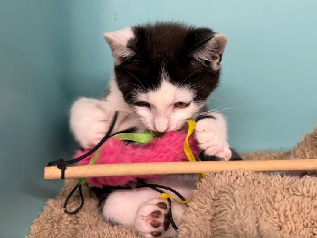 Pen - Chat Européen à adopter - photo 3
