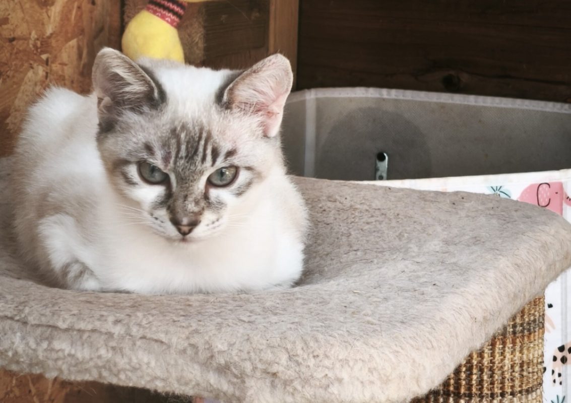 Perlo - Chat Européen à adopter