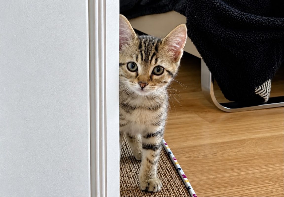 Ratagua réservé - Chat Européen à adopter